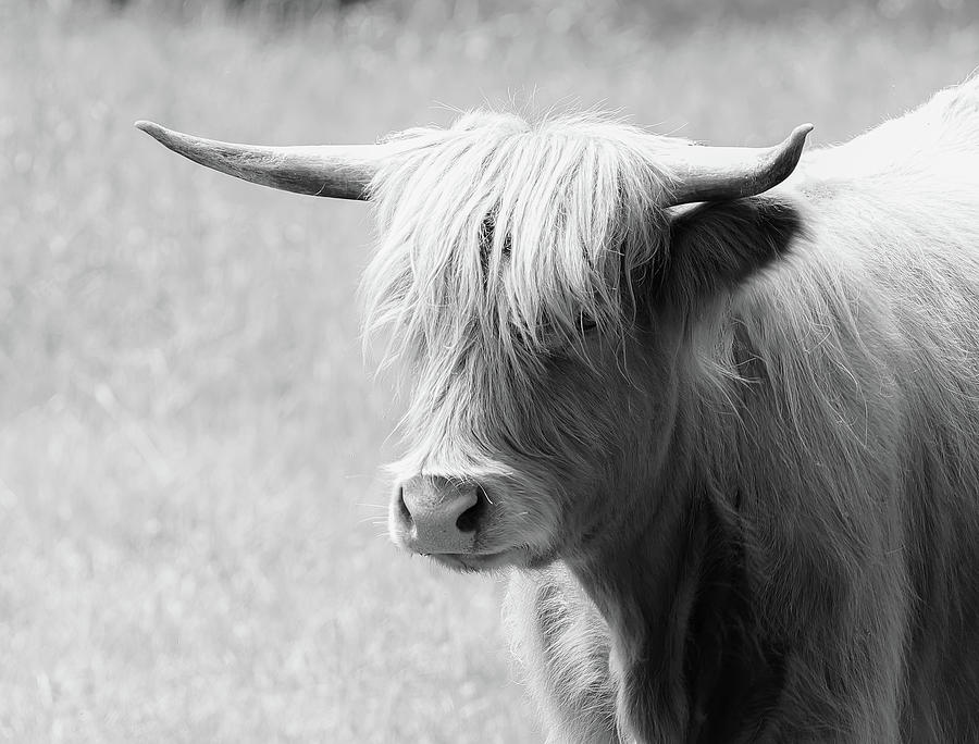 Scottish Highland Cow 1 Photograph by Athena Mckinzie - Fine Art America