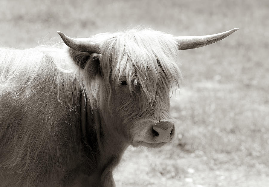 Scottish Highland Cow 10 Photograph by Athena Mckinzie - Fine Art America