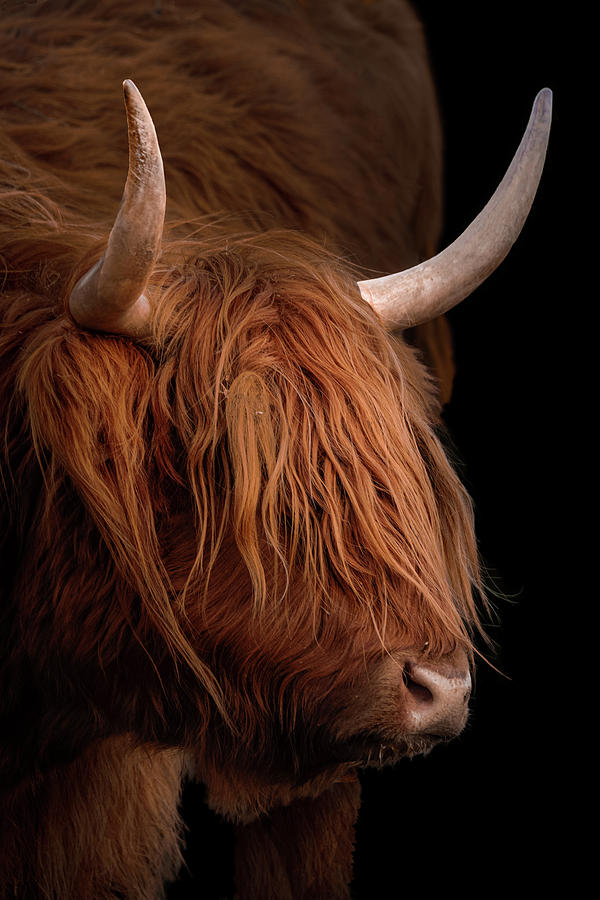 Scottish Highland Cow Photograph by Dale Kincaid
