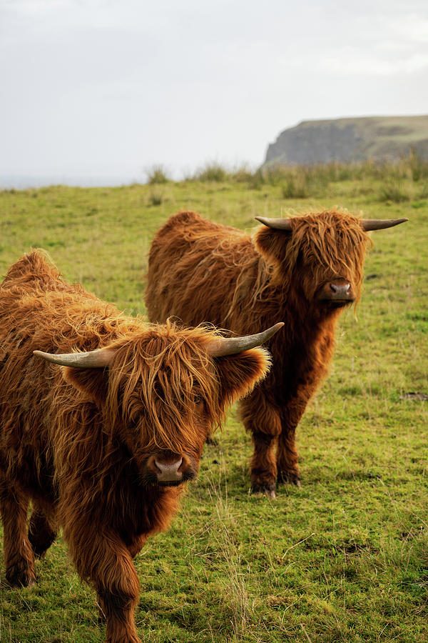 Scottish Highland Cow Duo Photograph by Brad Scott