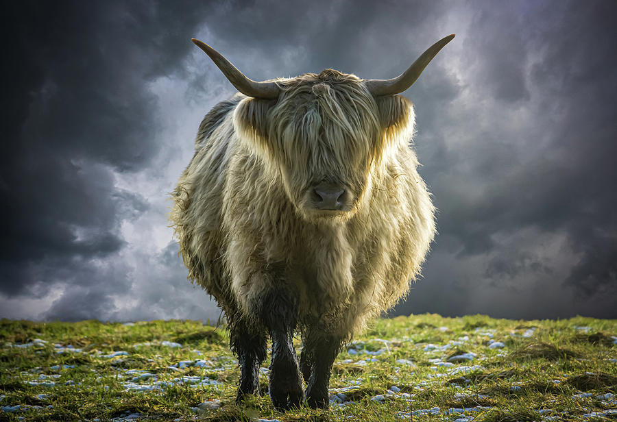 Scottish Highland Cow In Winter Photograph