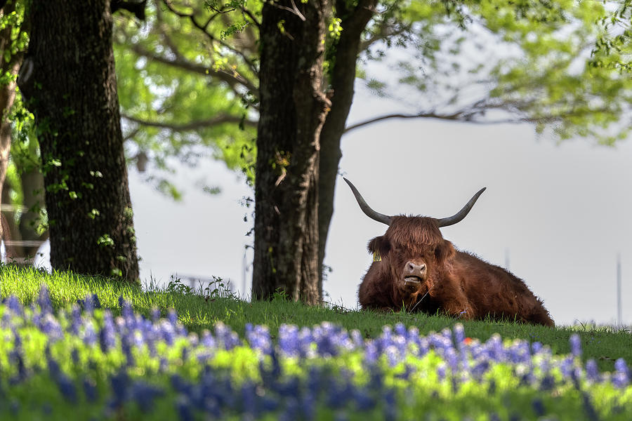 Nature Photograph - Scottish Highland Cow by Paul Freidlund