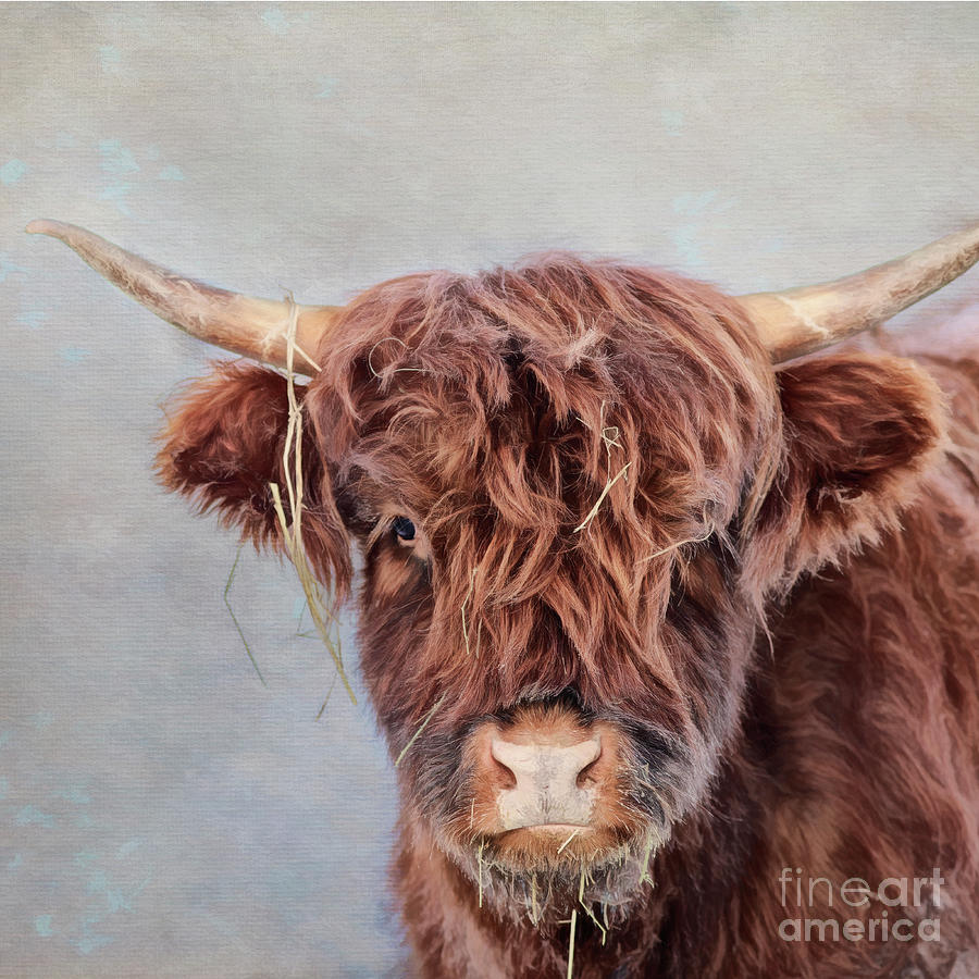 Scottish Highland Cow Photograph by Priska Wettstein