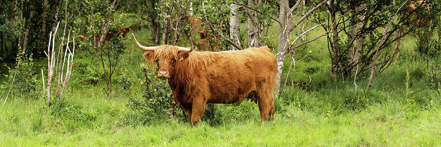 Scottish HIghland cow Photograph by Sonny Ryse