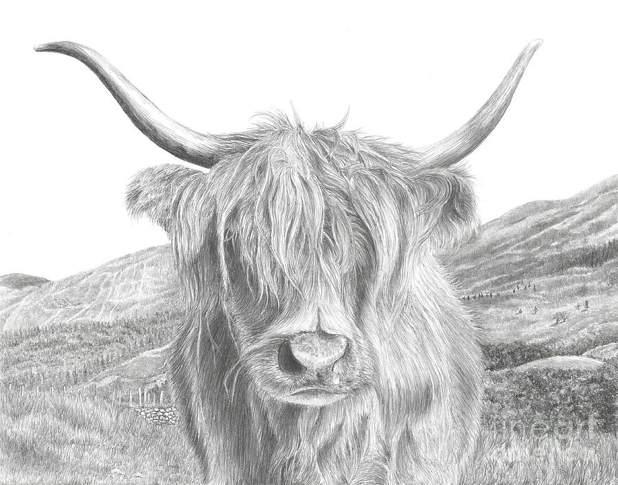 Scottish Highland Cow Drawing by Stephany Elsworth - Fine Art America