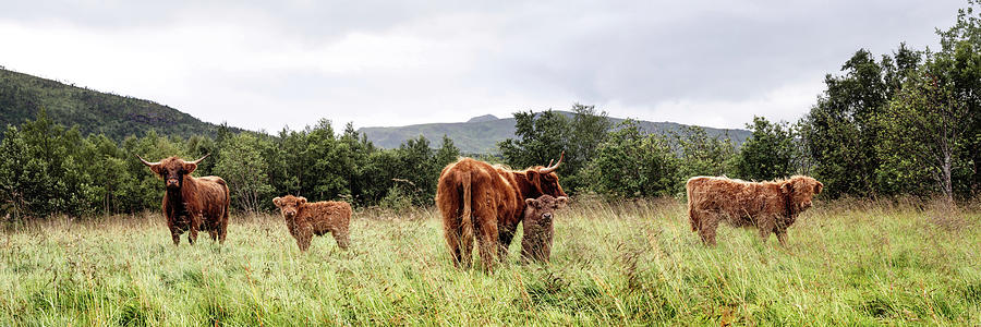 Scottish Highland Cows Coos and Calves Herd Photograph by Sonny Ryse