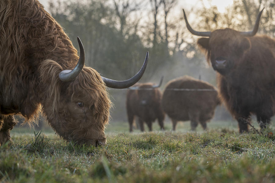 Scottish Highland Cows in the morning Photograph by Www.fischerfotografie.nl