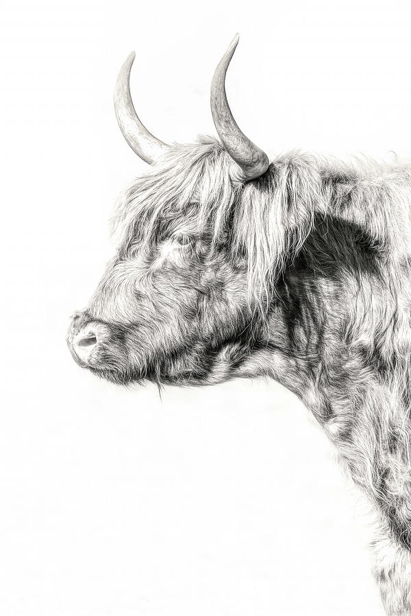 Scottish Highland Profile Photograph by Wes and Dotty Weber