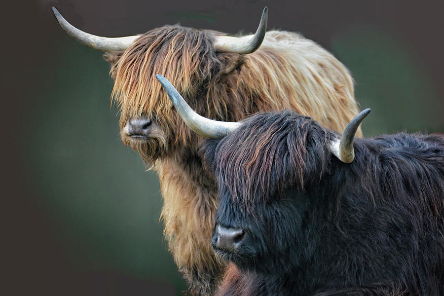 Scottish Highland Sisters Photograph