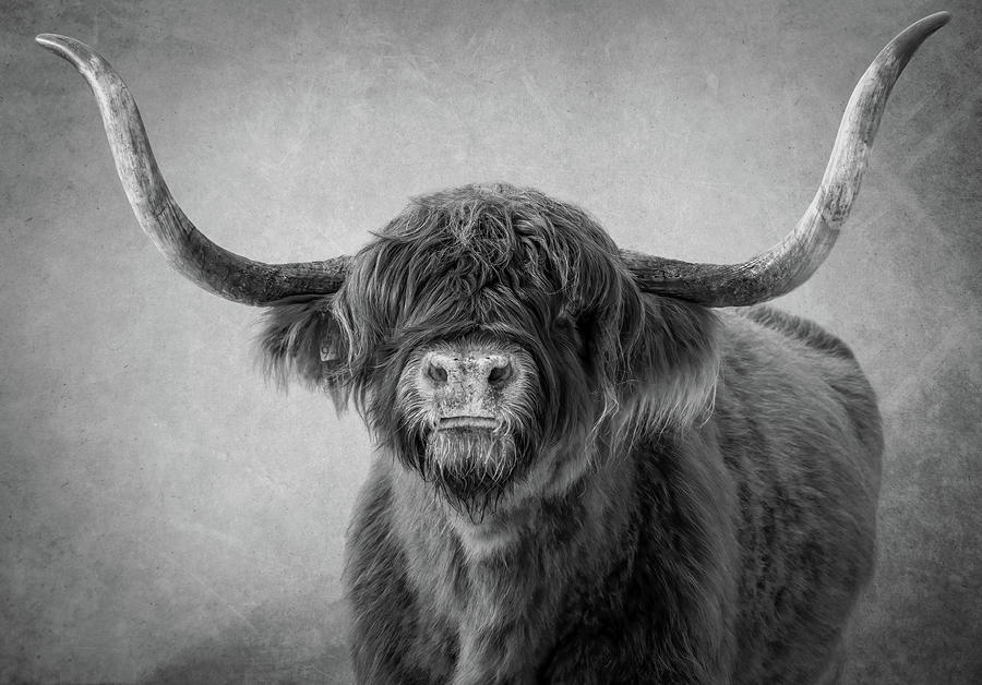 Scottish Highlander Black and White Digital Art by Marjolein Van Middelkoop