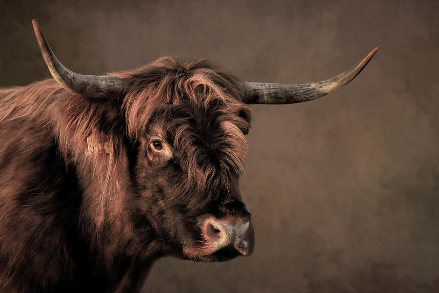 Scottish Highlander in brown Digital Art by Marjolein Van Middelkoop