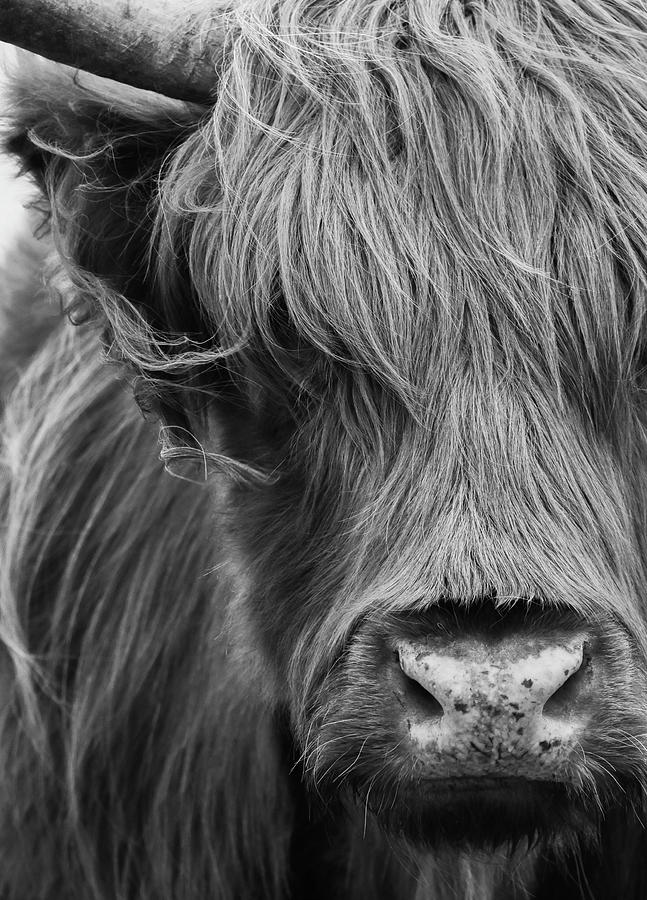 Scottish Highlander portrait in black and white Photograph by Marjolein Van Middelkoop