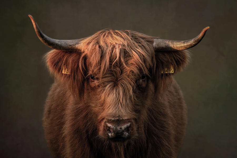 Scottish Highlander Portrait in brown Digital Art by Marjolein Van Middelkoop