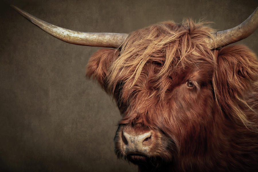 Scottish Highlander Portrait Digital Art by Marjolein Van Middelkoop