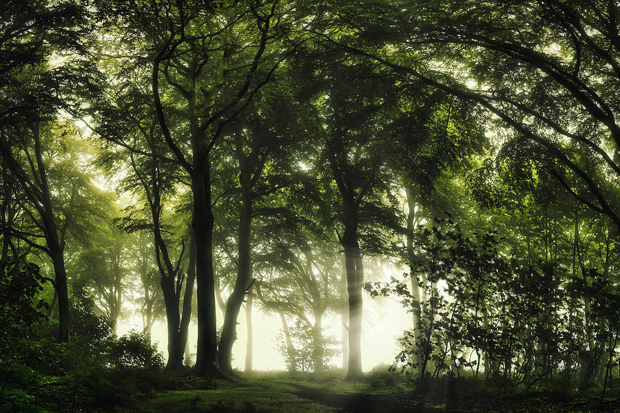 Scottish Jungle Sunrise Photograph By Ian Fraser - Fine Art America