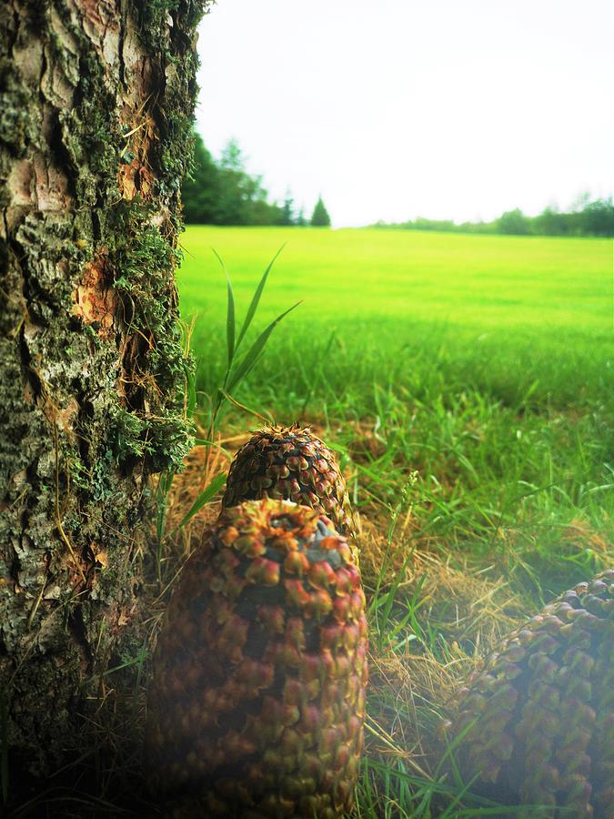Scottish pine cones Photograph by Jarek Filipowicz