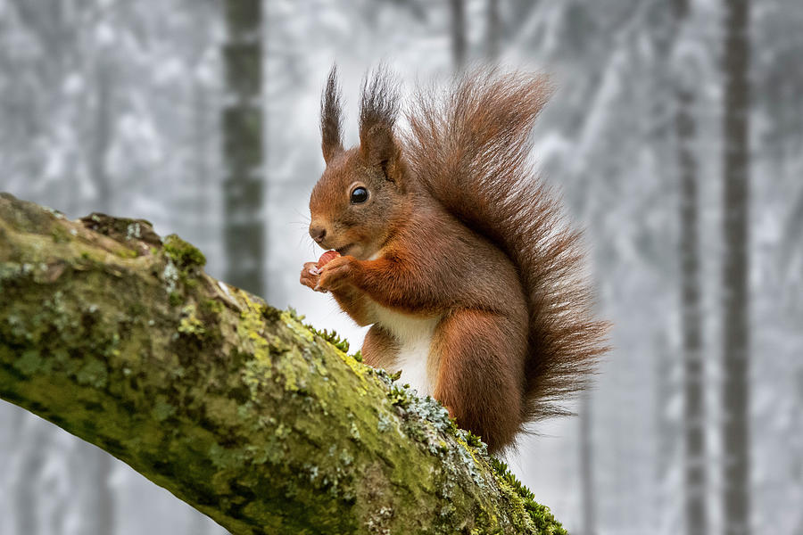 Scottish Red Squirrel in Tree in Winter Woodland Photograph by Arterra Picture Library