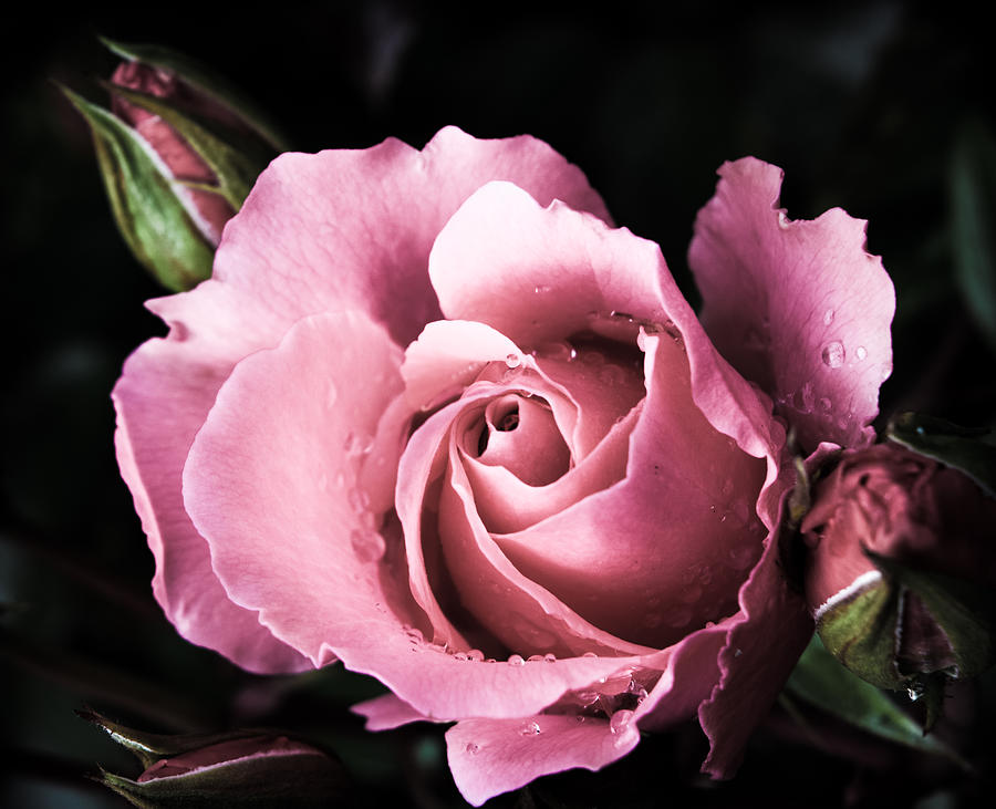 Scottish Rose Photograph by Bonny Puckett