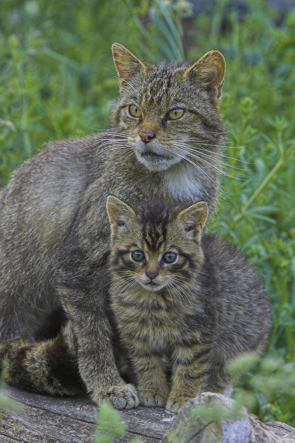 Scottish wildcat standing by kitten, close-up Photograph by Andy Rouse