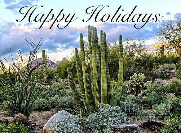 Scottsdale Succulent Holiday Greetings Photograph by Ruth Jolly