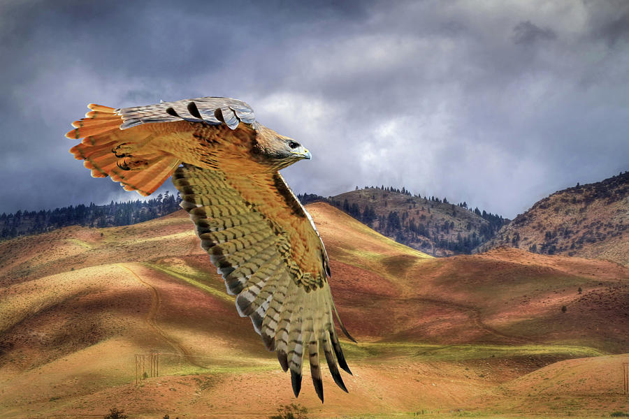 Hawk Photograph - Scouting the Foothills by Donna Kennedy
