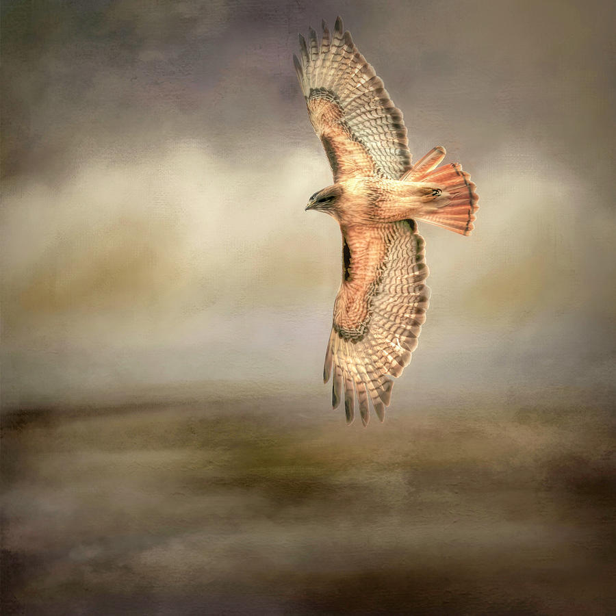 Hawk Photograph - Scouting the Landscape by Donna Kennedy