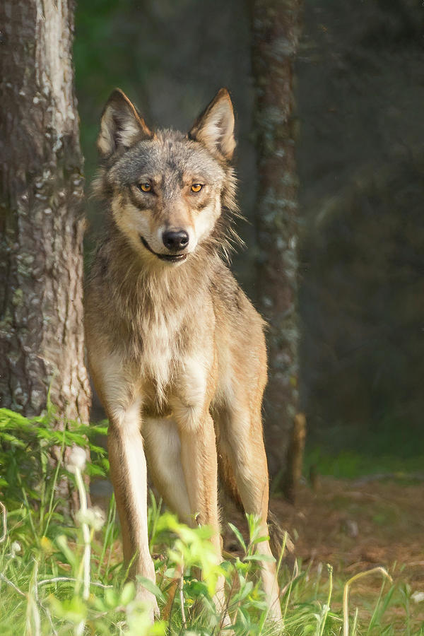 Scouting Wolf Photograph by Linda Ryma