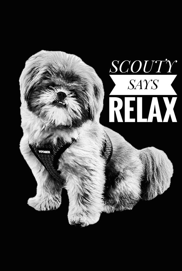 Scouty Says Relax Photograph by Randy Wehner