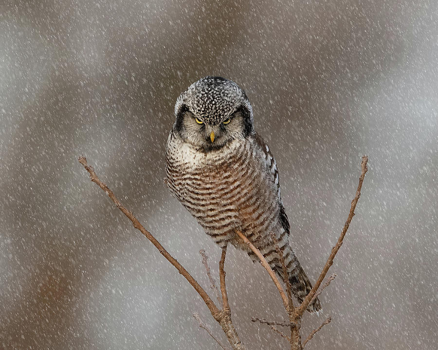 Scowling In a Snowstorm Photograph by CR Courson