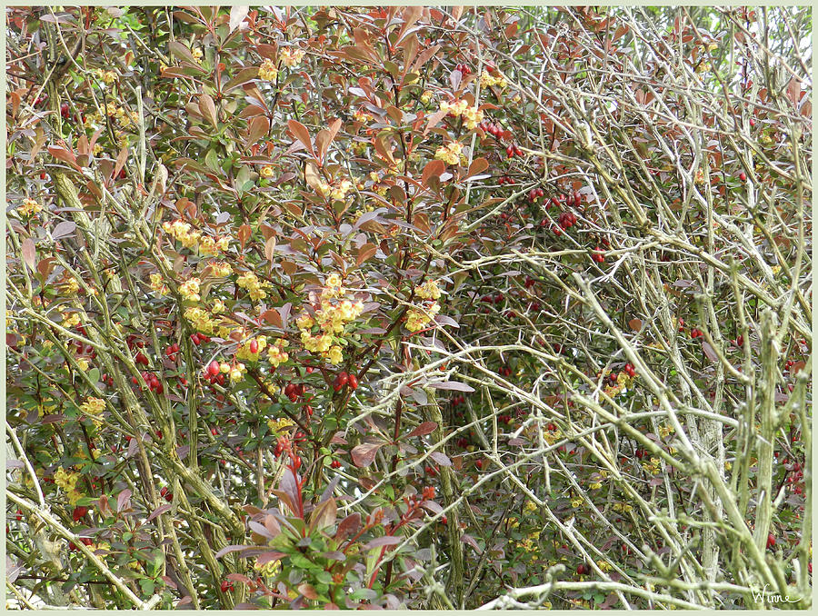 Scrambled Brambles with red berries, Autumn in Upstate NY Photograph by Lise Winne