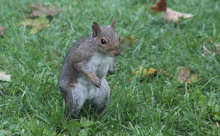 Scrapper in the Grass Photograph by Deborah Mashibini-Prior - Fine Art ...