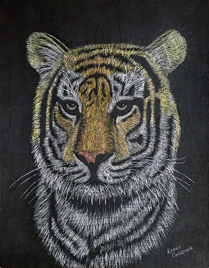 Scratch a Tiger Drawing by Browne and Huettner Fine Art - Pixels