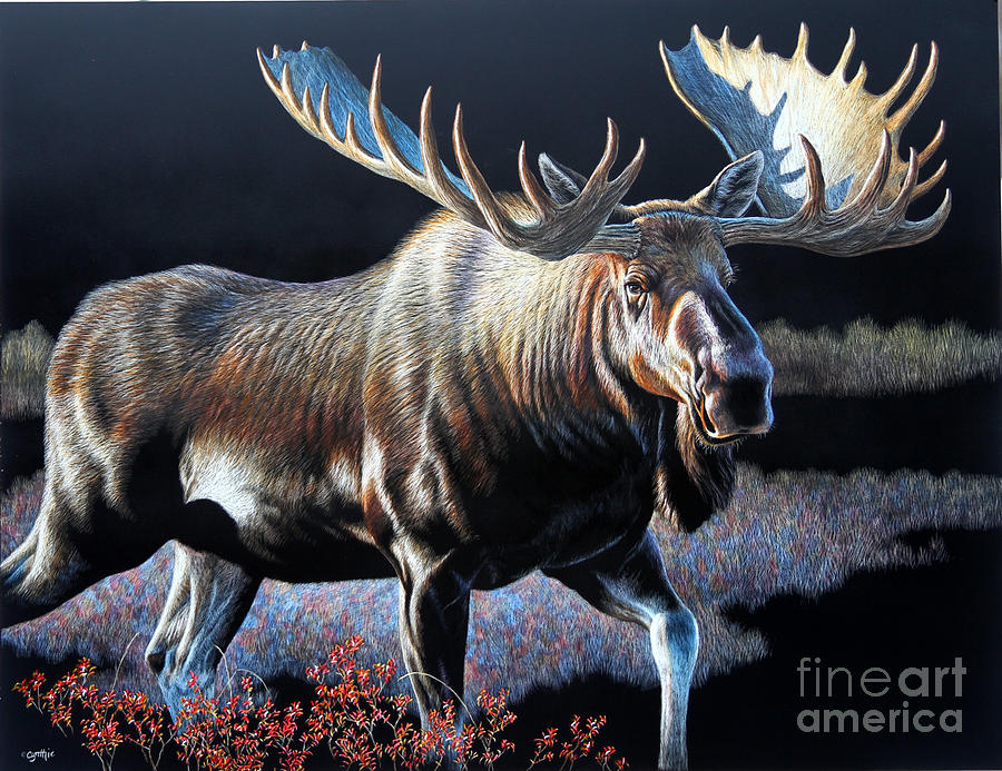 Scratch Board Moose Painting by Cynthie Fisher
