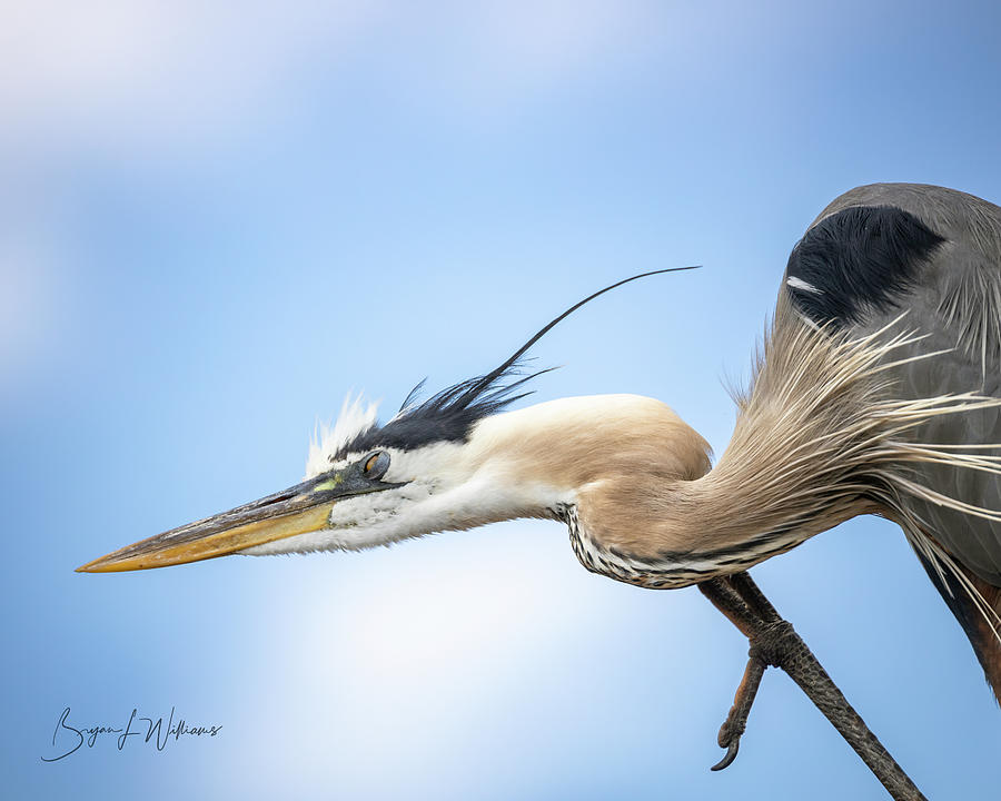 Scratch That Itch Photograph by Bryan Williams