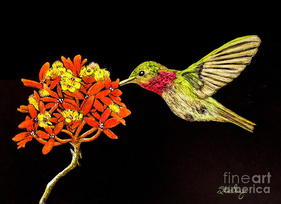 Scratchboard Hummingbird Drawing by Shirley Dutchkowski