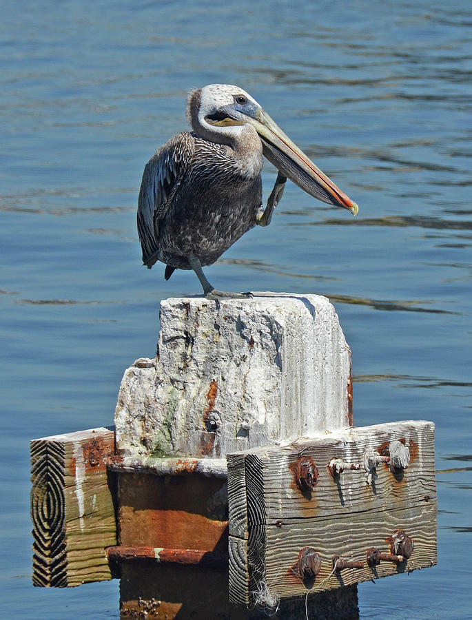 Scratching Pelican on Piling Photograph by Carla Parris