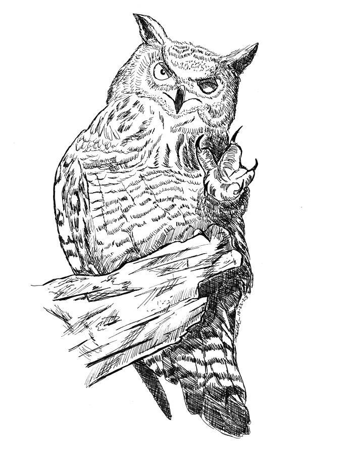 Owl Drawing - Scratchy by Keith Piccolo