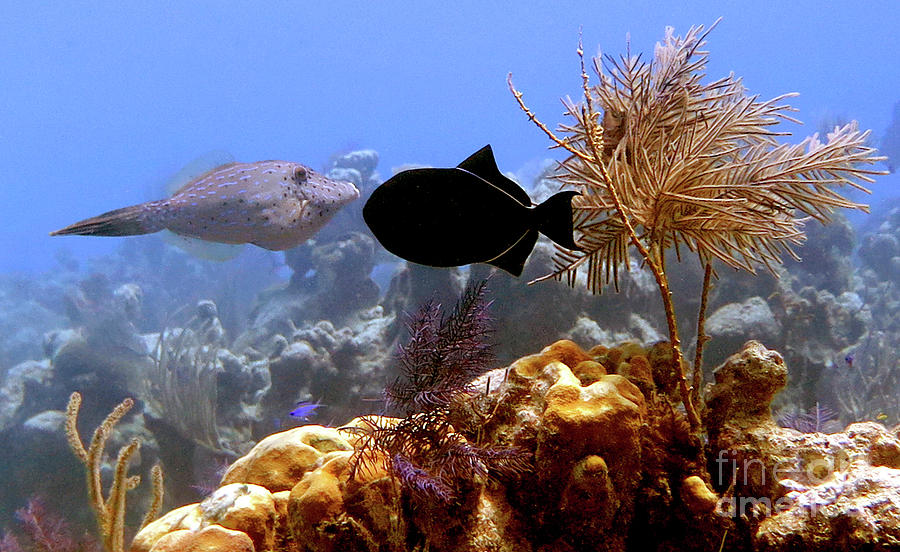 Scrawled Filefish and Black Durgon 1  Photograph by Daryl Duda