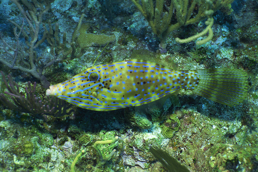 Scrawled filefish Photograph by Comstock Images