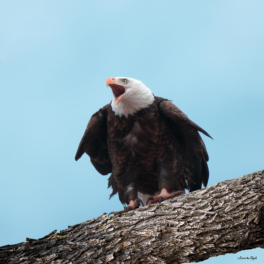 Screaming Eagle Photograph by Karen Slagle