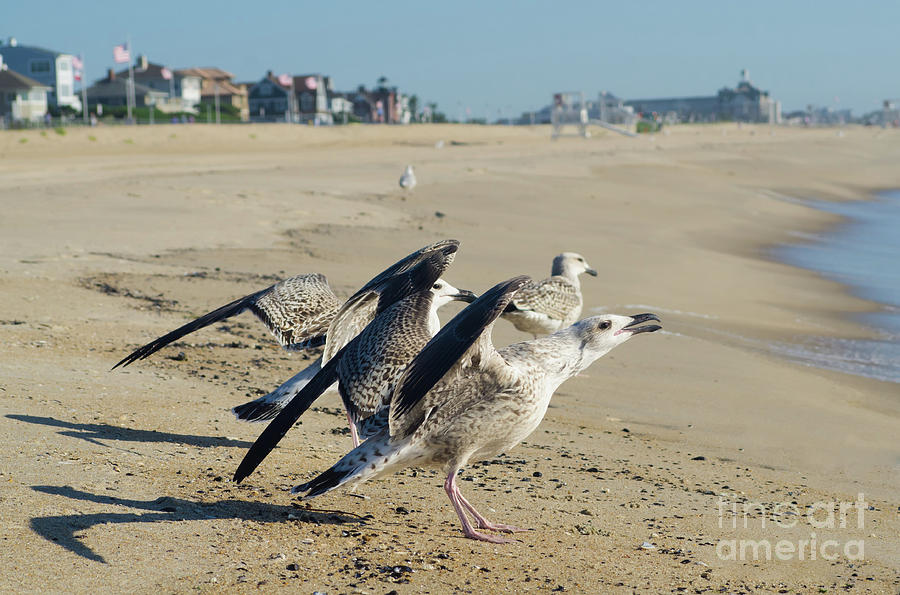 Screaming Gull Animal / Coastal Bird Wildlife Photograph Digital Art by PIPA Fine Art - Simply Solid