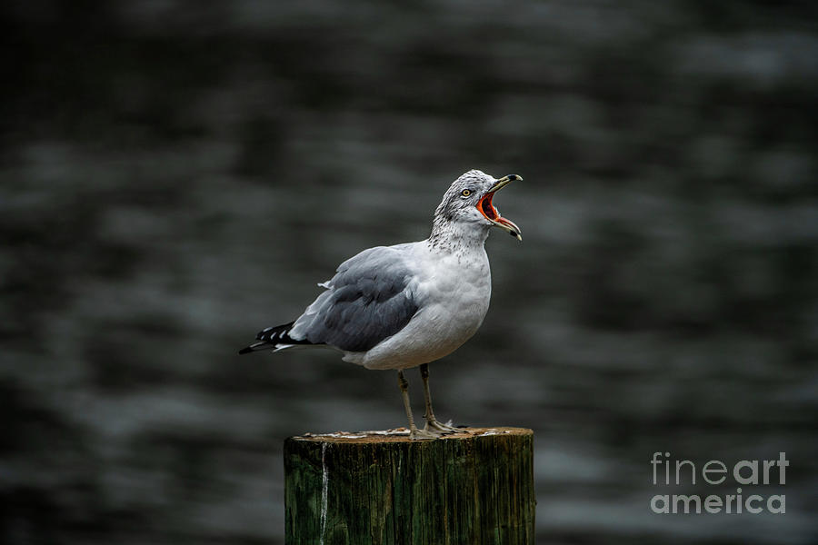 Screaming Seagull Photograph By Brian Harnick Fine Art America