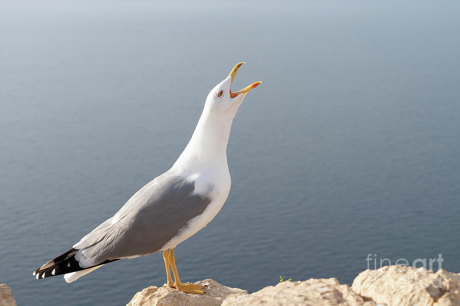 Screaming seagull on the Mediterranean coast Photograph by Adriana Mueller