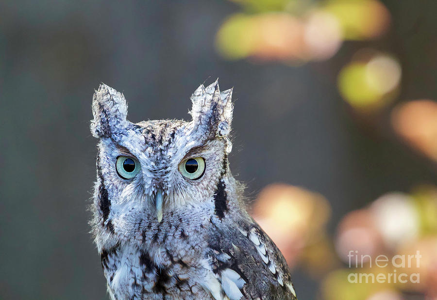 Screech Owl #14 Photograph by Shirley Dutchkowski