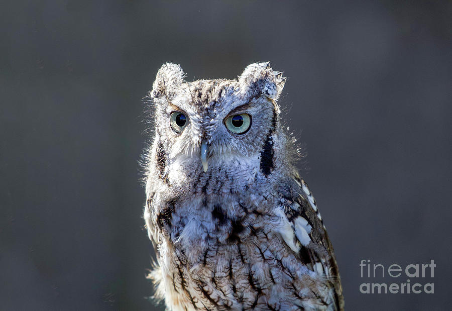 Screech Owl #17 Photograph by Shirley Dutchkowski