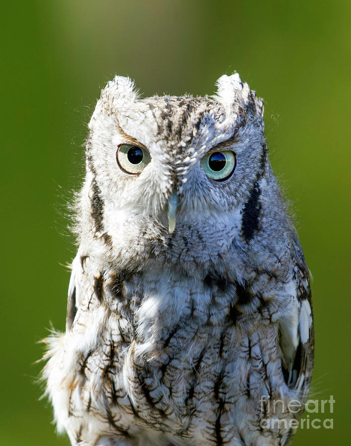 Screech Owl #18 Photograph by Shirley Dutchkowski