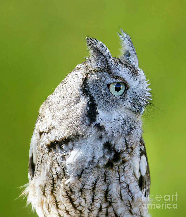 Screech Owl #19 Photograph by Shirley Dutchkowski