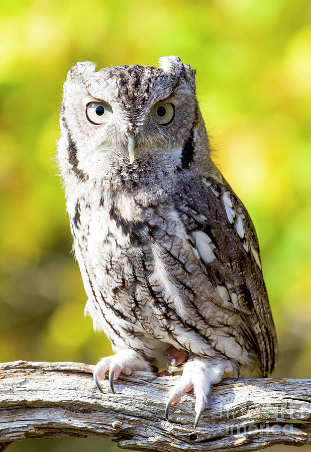 Screech Owl #6 Photograph by Shirley Dutchkowski