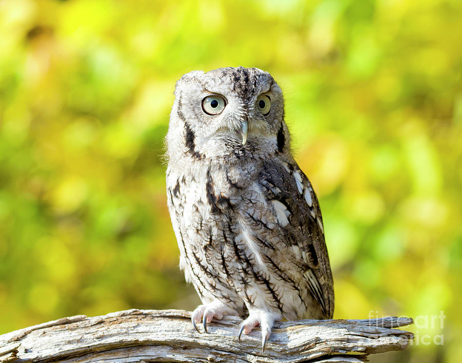 Screech Owl #7 Photograph by Shirley Dutchkowski