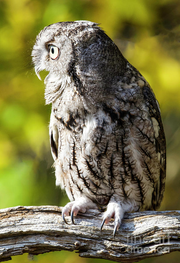 Screech Owl #8 Photograph by Shirley Dutchkowski